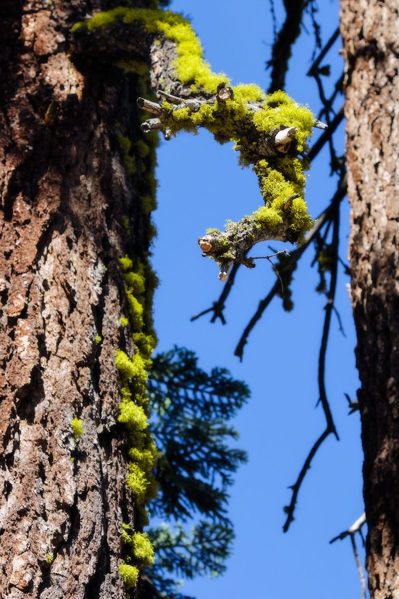 _MG_3642 more mossy trees _MG_3642 more mossy trees