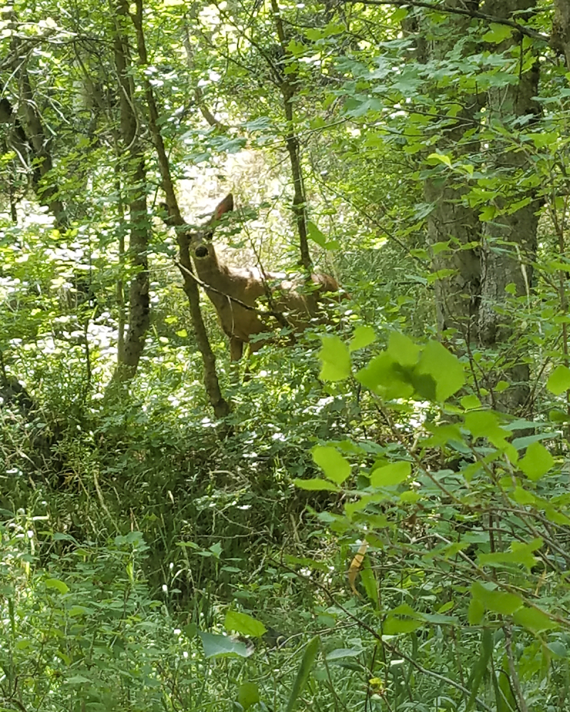 Squaw peak doe Squaw peak doe