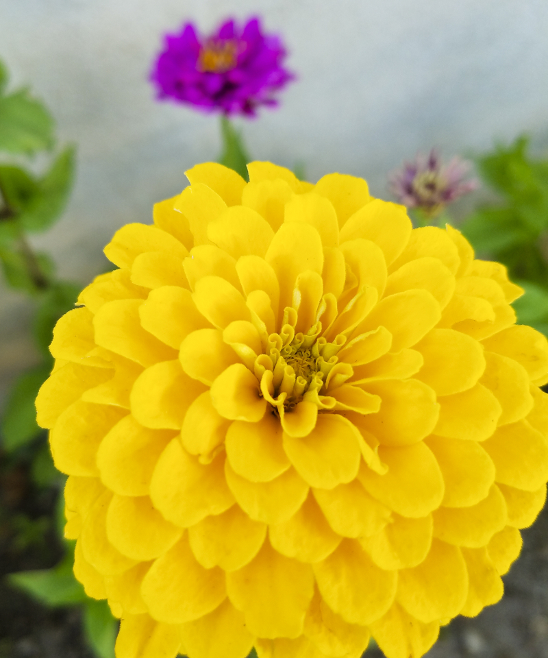 Yellow zinnia Yellow zinnia