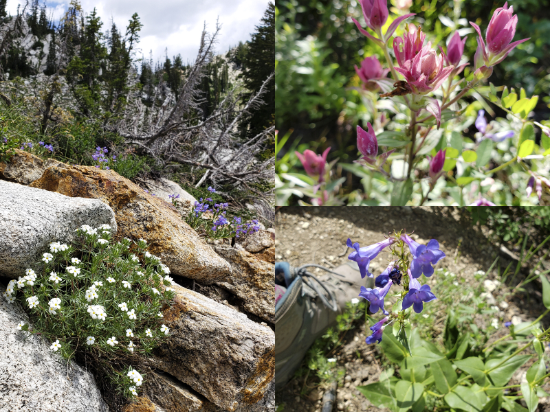Wildflowers on the way to silver glance 6x8 Wildflowers on the way to silver glance 6x8